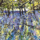 Bluebells