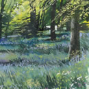 Bluebells in Staffhurst Woods, Surrey